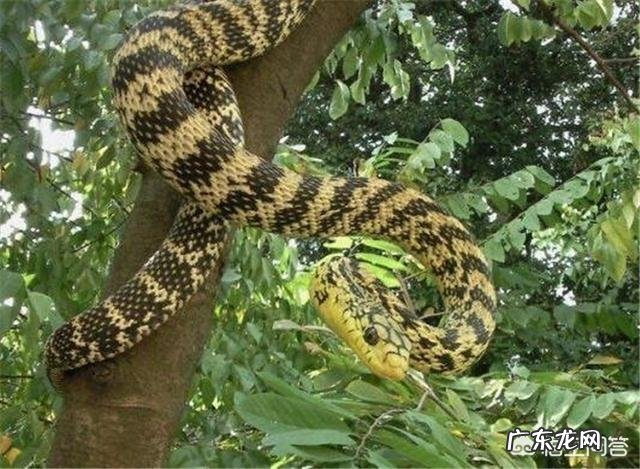 今天在农村看到一条王锦蛇居然在吃一条五步蛇,为什么无毒的王锦蛇能够制服五步蛇呢?