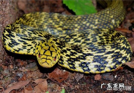 今天在农村看到一条王锦蛇居然在吃一条五步蛇,为什么无毒的王锦蛇能够制服五步蛇呢?