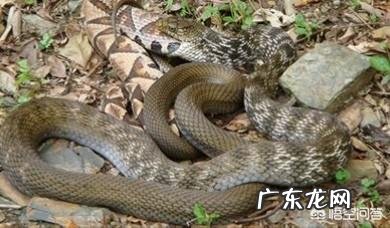 今天在农村看到一条王锦蛇居然在吃一条五步蛇,为什么无毒的王锦蛇能够制服五步蛇呢?
