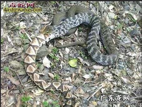 今天在农村看到一条王锦蛇居然在吃一条五步蛇,为什么无毒的王锦蛇能够制服五步蛇呢?