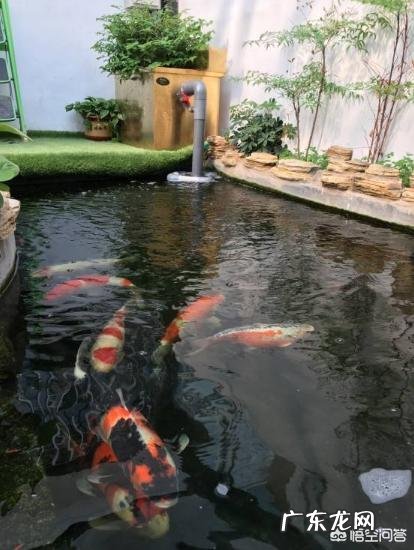 新鱼池怎样养鱼?