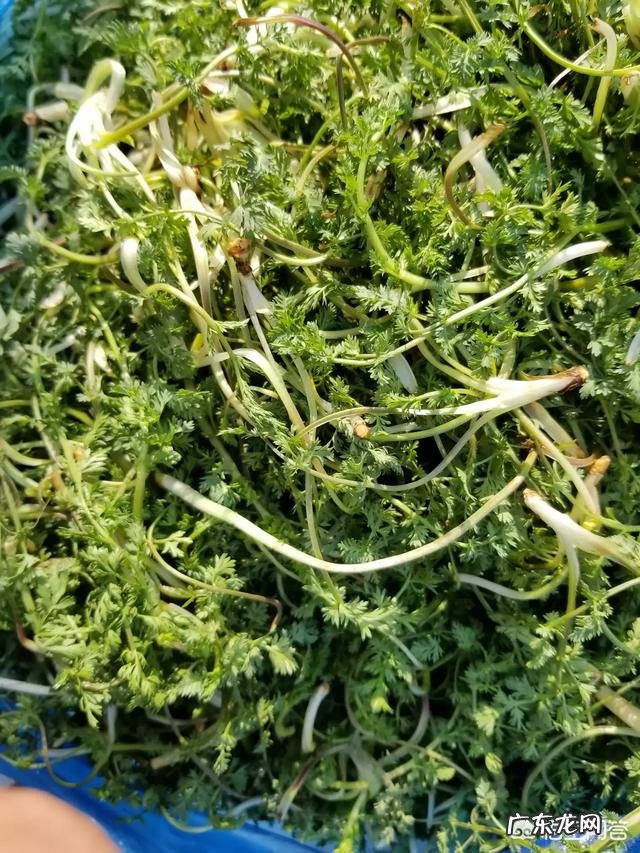 你知道美味的野菜有多少种吗?