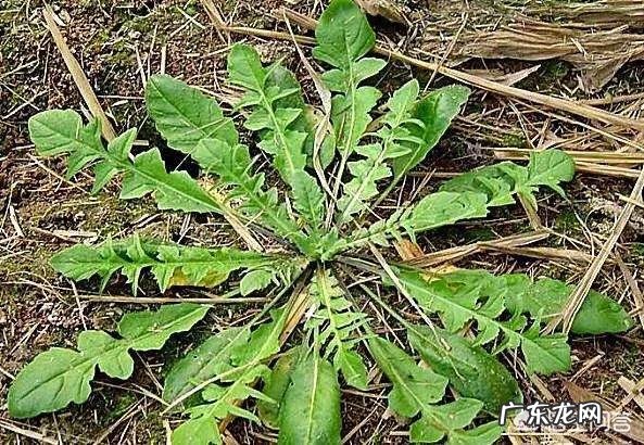 你知道美味的野菜有多少种吗?