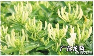 你知道美味的野菜有多少种吗？