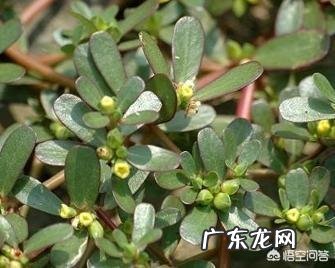 你知道美味的野菜有多少种吗？