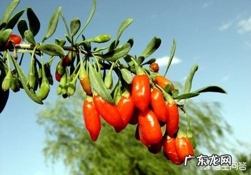 你知道美味的野菜有多少种吗？