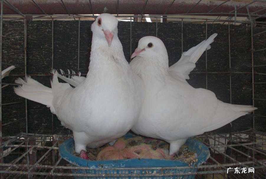 如何养好肉鸽幼鸽 肉食鸽养殖基地