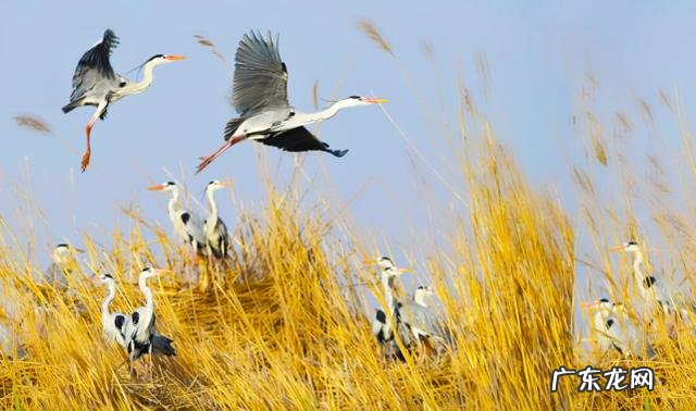 宁夏沙湖旅游攻略详解图片 宁夏沙湖风景照片