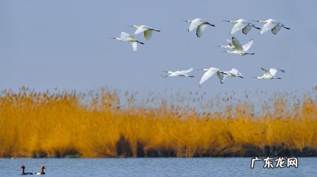 宁夏沙湖旅游攻略详解图片 宁夏沙湖风景照片