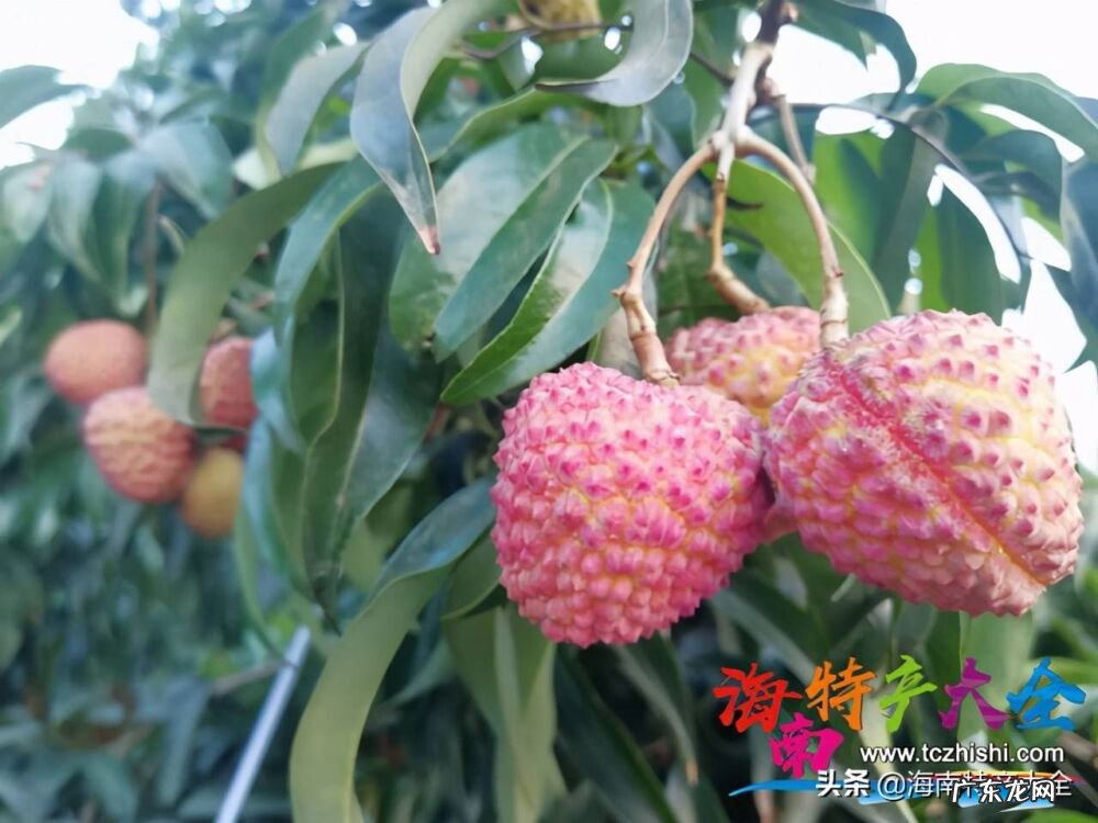海南好吃的水果排名第一 海南特色水果有哪些种类
