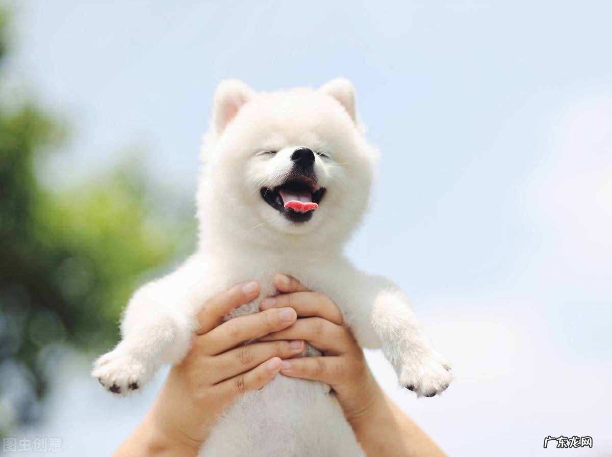 英系博美犬的价格表 英系美系博美哪个贵