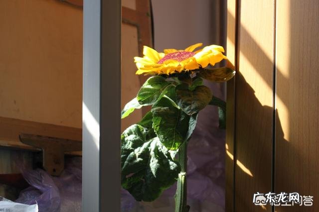 小学一年级的看图写话,我们班的开心果,有范文吗?