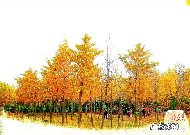 如果邀请梁山108好汉参加奥运会,各个项目应该派谁参加能拿金牌?