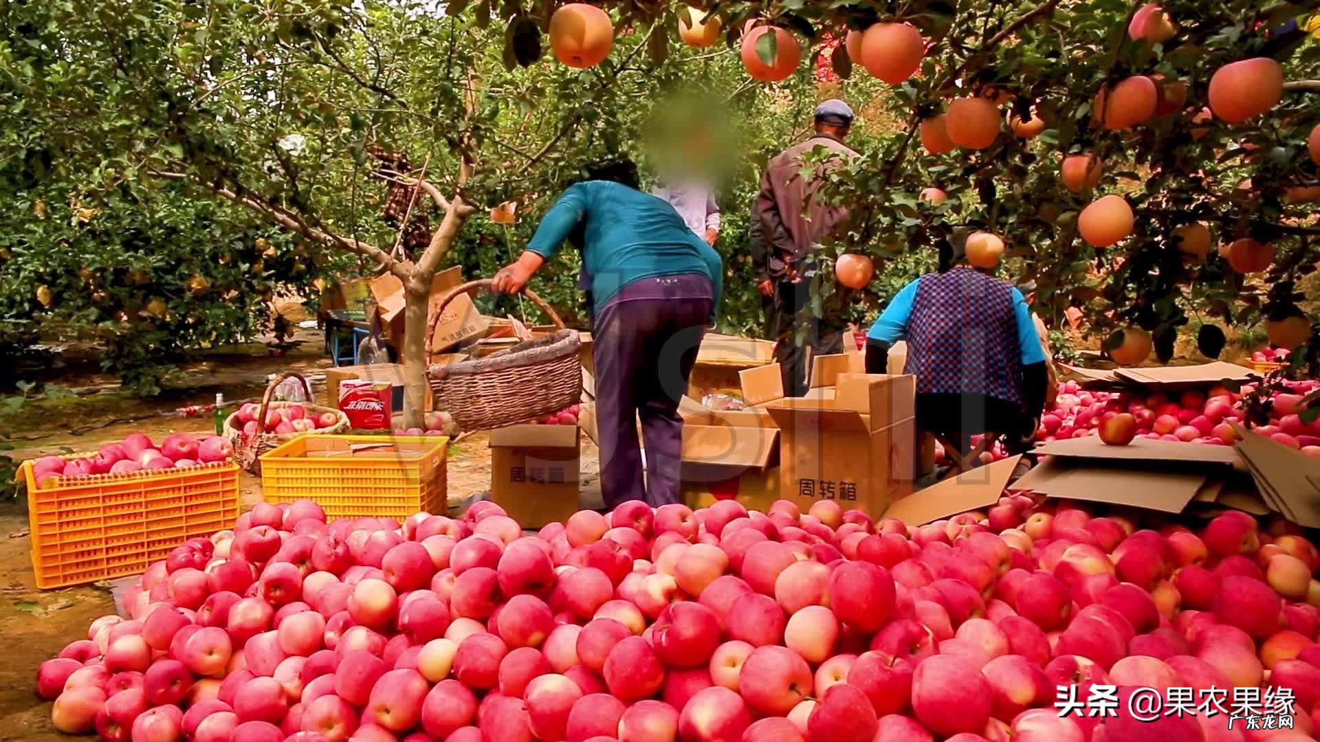 今年晚熟红富士苹果丰产了，为啥价格还一直下跌？