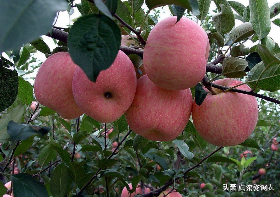 今年晚熟红富士苹果丰产了，为啥价格还一直下跌？