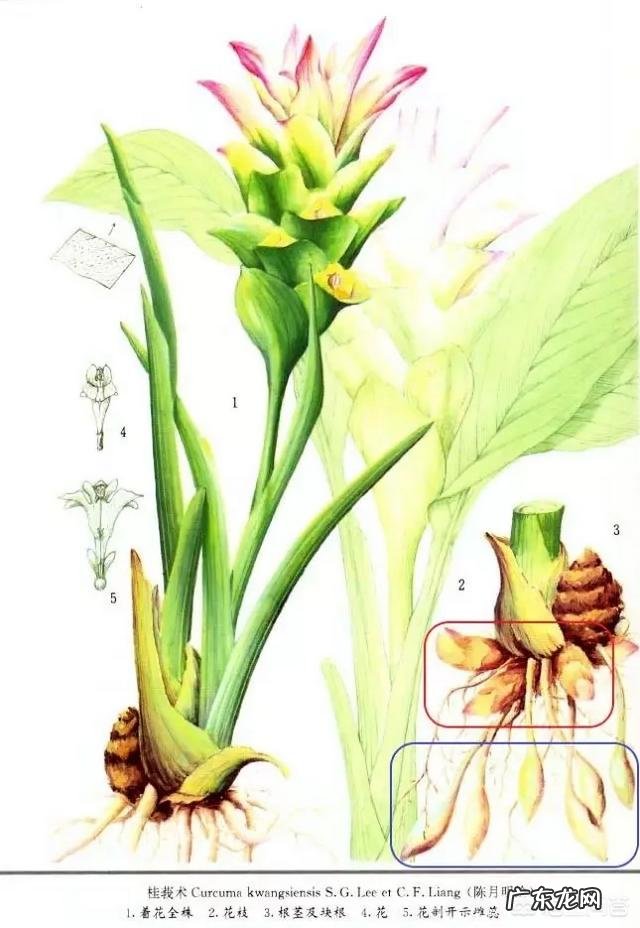 中药莪术有哪些功效与应用？