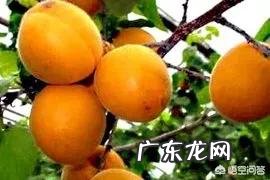 农村常见的杏树有哪些用途?