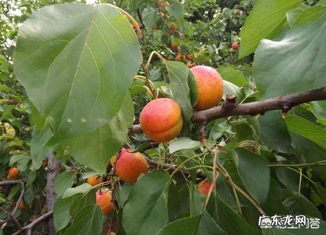 农村常见的杏树有哪些用途?