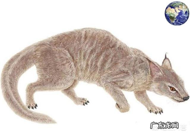 动物史上有没有出现过顶尖犬科搞得过猫科的?