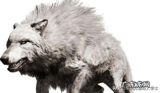 动物史上有没有出现过顶尖犬科搞得过猫科的？