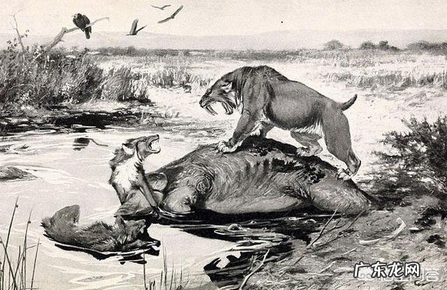 动物史上有没有出现过顶尖犬科搞得过猫科的?