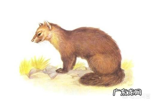 动物史上有没有出现过顶尖犬科搞得过猫科的?