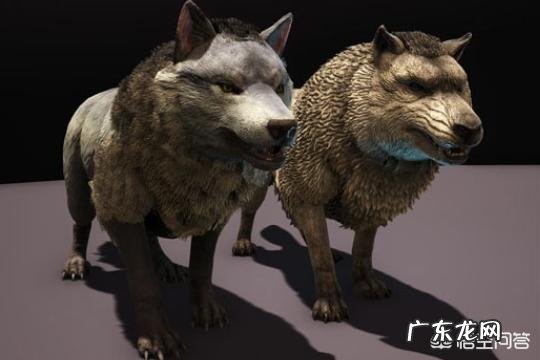 动物史上有没有出现过顶尖犬科搞得过猫科的？