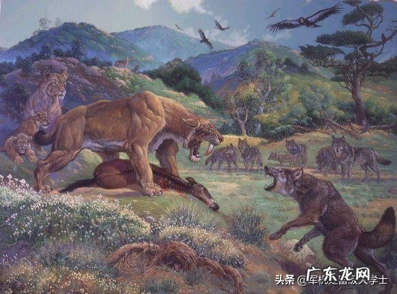 动物史上有没有出现过顶尖犬科搞得过猫科的？