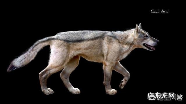 动物史上有没有出现过顶尖犬科搞得过猫科的?