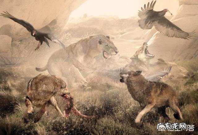 动物史上有没有出现过顶尖犬科搞得过猫科的?