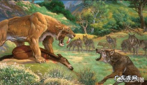 动物史上有没有出现过顶尖犬科搞得过猫科的？