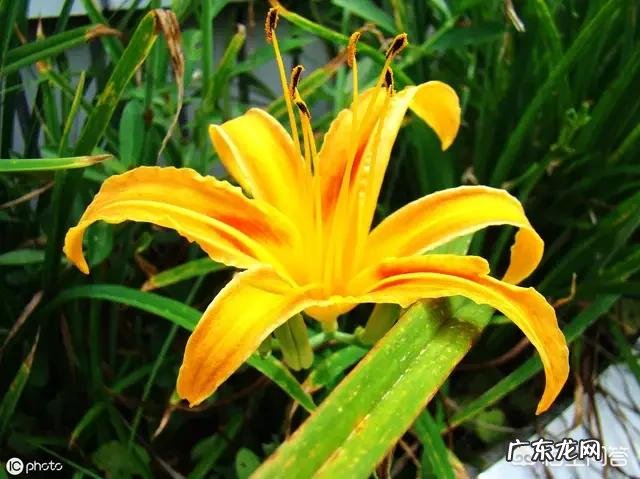 大家知道母亲节起源于哪个国家的哪一天哪一日,有什么来头吗?