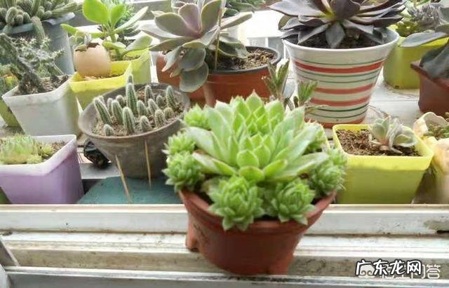 多肉观音莲长了很多侧芽,该怎么办?可以用侧芽繁殖吗?