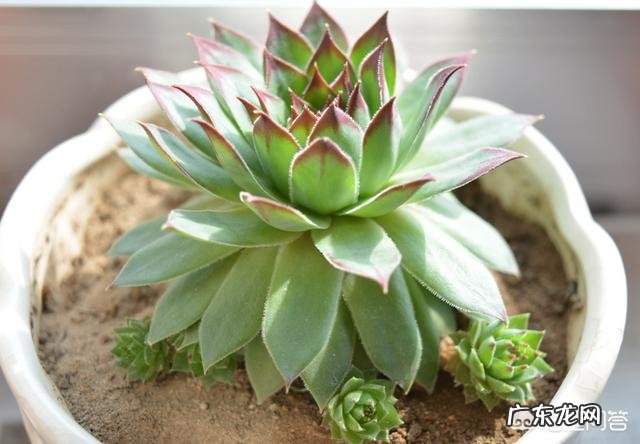 多肉观音莲长了很多侧芽,该怎么办?可以用侧芽繁殖吗?