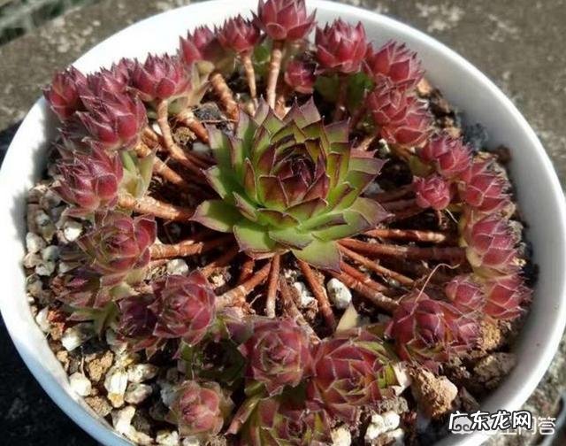 多肉观音莲长了很多侧芽,该怎么办?可以用侧芽繁殖吗?