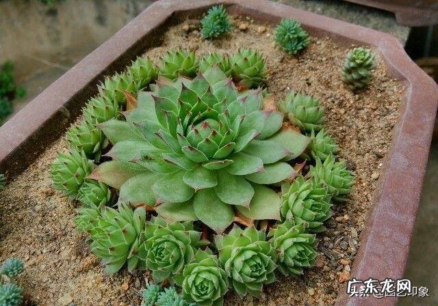 多肉观音莲长了很多侧芽,该怎么办?可以用侧芽繁殖吗?