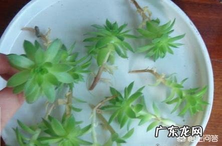 多肉观音莲长了很多侧芽,该怎么办?可以用侧芽繁殖吗?