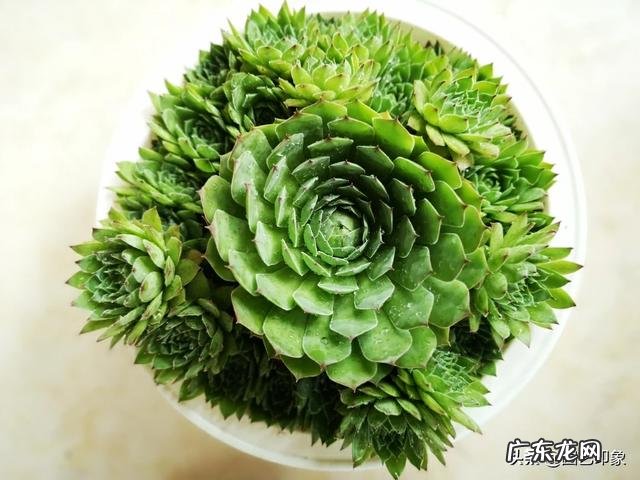 多肉观音莲长了很多侧芽,该怎么办?可以用侧芽繁殖吗?