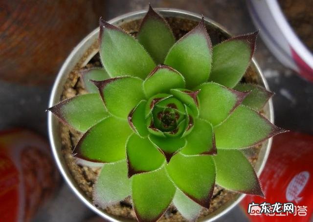 多肉观音莲长了很多侧芽,该怎么办?可以用侧芽繁殖吗?