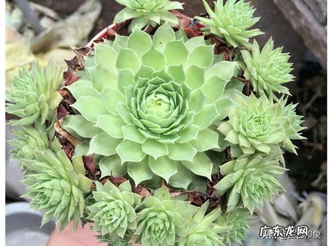 多肉观音莲长了很多侧芽,该怎么办?可以用侧芽繁殖吗?