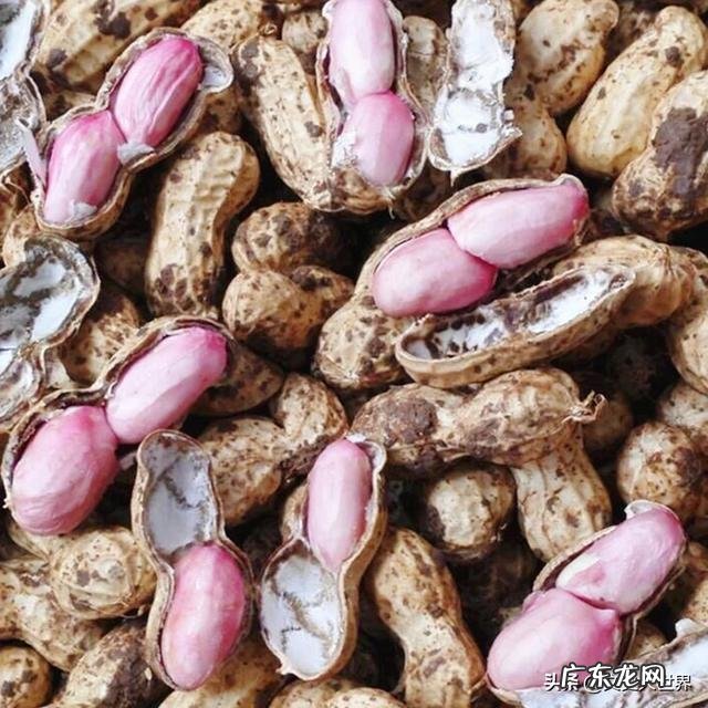 生花生的功效与作用有哪些?