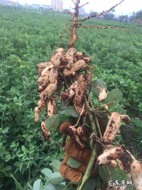 生花生的功效与作用有哪些?