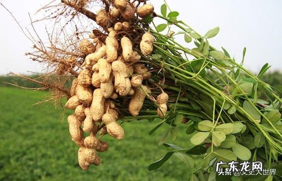 生花生的功效与作用有哪些?