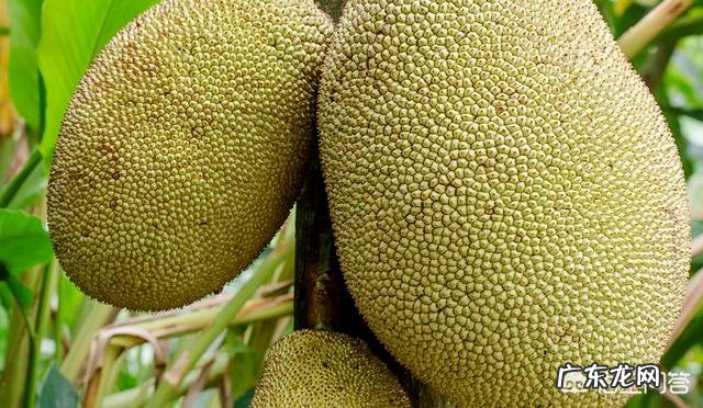 吃了菠萝蜜核会有什么后果？