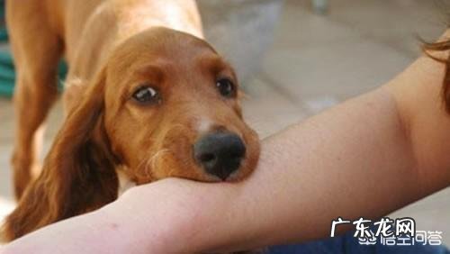 家里的狗咬伤了自己家的孩子,该如何处理?