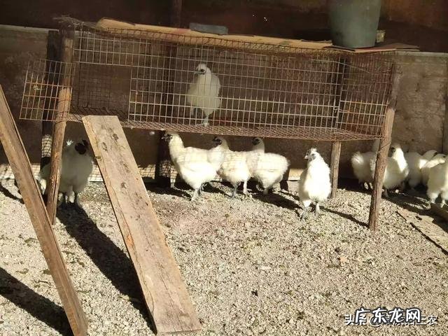 中国古代农民养的“六畜”都有啥？为何却只偏爱吃猪肉？