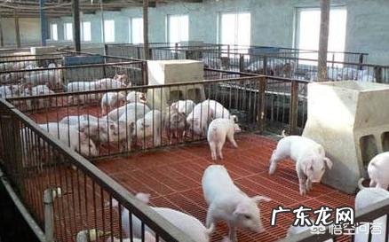 中国古代农民养的“六畜”都有啥？为何却只偏爱吃猪肉？