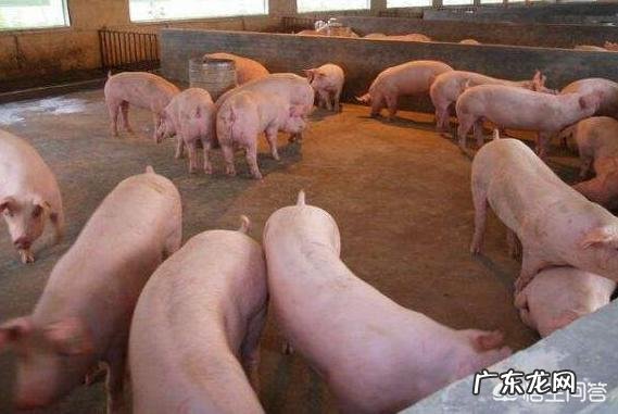 中国古代农民养的“六畜”都有啥？为何却只偏爱吃猪肉？