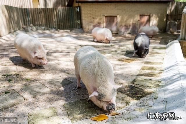 中国古代农民养的“六畜”都有啥？为何却只偏爱吃猪肉？