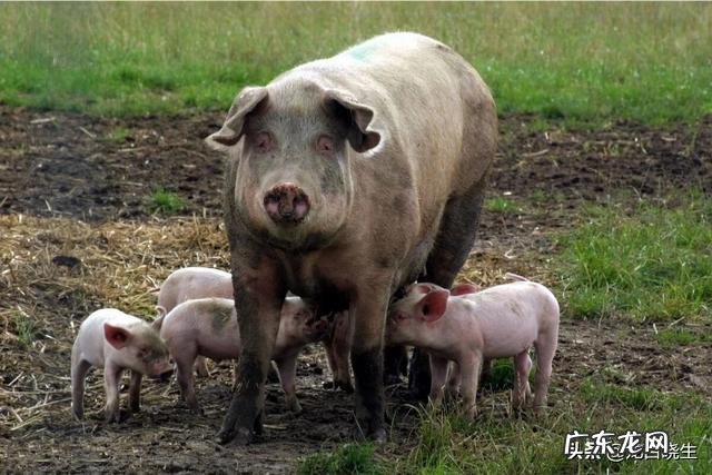 中国古代农民养的“六畜”都有啥？为何却只偏爱吃猪肉？